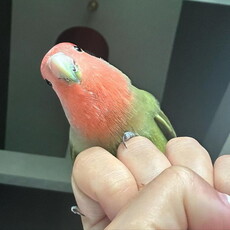 かくれんぼするインコ、水筒と同化したつもりが…… 「見つかっちゃった!!」と焦る表情のかわいさで162万再生突破